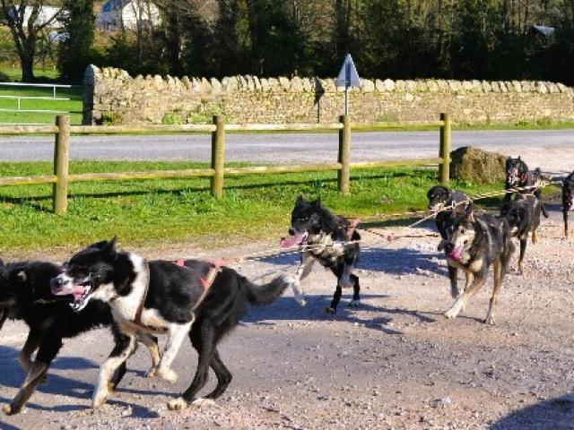 Participer à une activité plein air en famille en Dordogne grâce à un musher pro !