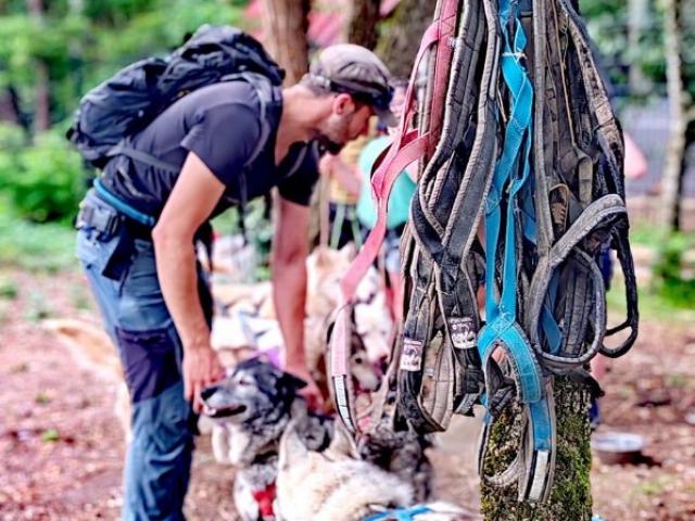 Préparer une randonnée en chiens de traîneau dans le Périgord Vert : conseils et astuces