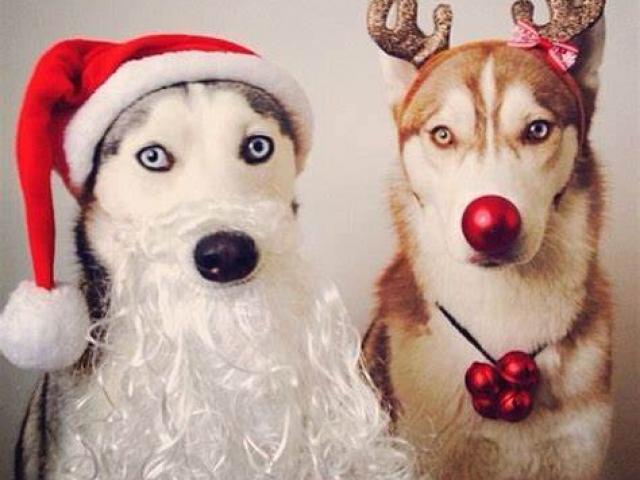 Mairie du Périgord : Réussissez vos fêtes de noël en proposant une arrivée du père Noel en chien de traineau