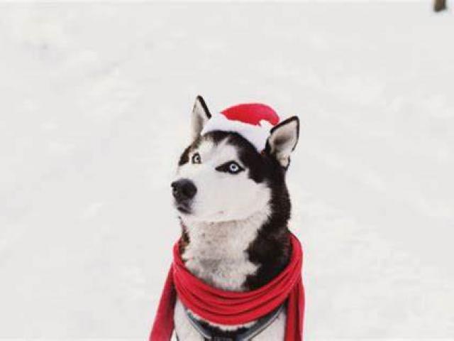 Mairie du Périgord : Réussissez vos fêtes de noël en proposant une arrivée du père Noel en chien de traineau