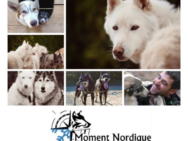 Participer à une activité plein air en famille en Dordogne grâce à un musher pro !