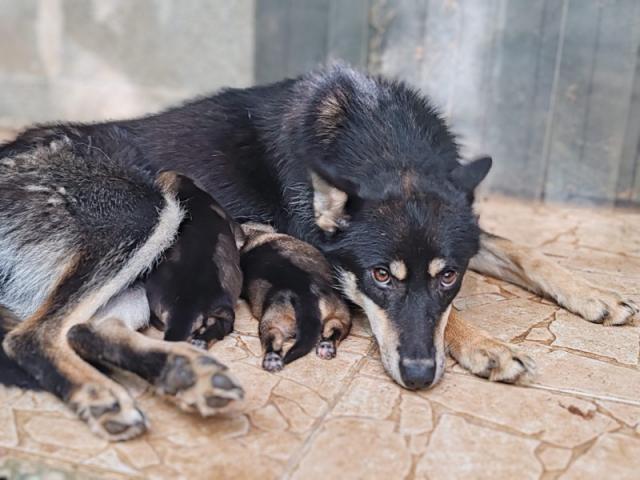 Deux bébés huskys sont nés au parcs de chien de traineau Moment Nordique à Soudat 