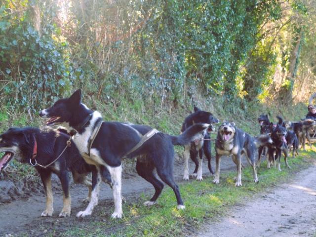 S'équiper et s'habiller pour une cani-randonnée avec Moment Nordique